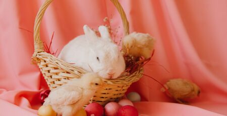 bunny and chick in easter basket with eggs